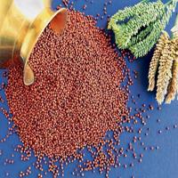 Organic Red Millet Floured High Protein & Dietary Fiber in Stock with Fast Delivery Wholesale Rates for Healthy Food Needs
